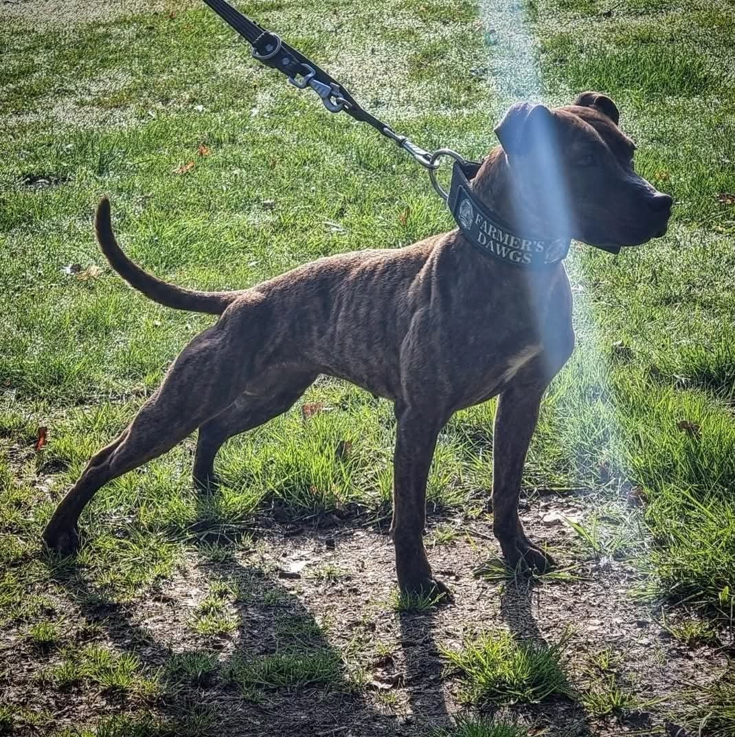 rik and willy's Crazy Madonna