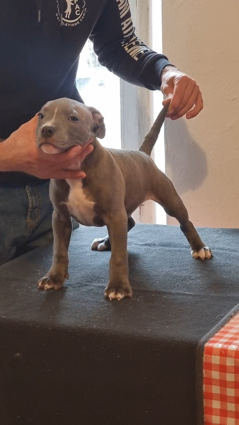 Farmer's Dawgs - Chiots disponibles - Staffordshire Bull Terrier